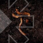 Soil Health - Rovensa Next Latam